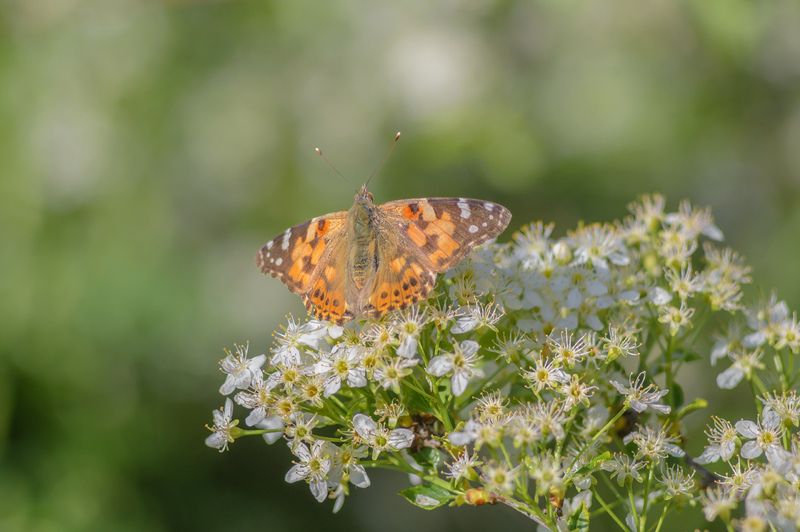 Репейница .photo preview