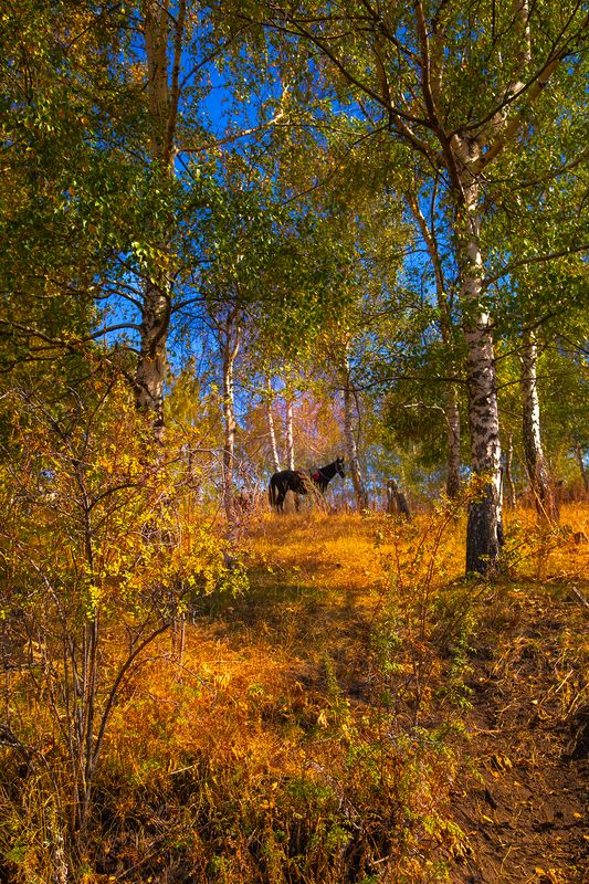 кыргызстан, чон-кемин Золото сентябряphoto preview