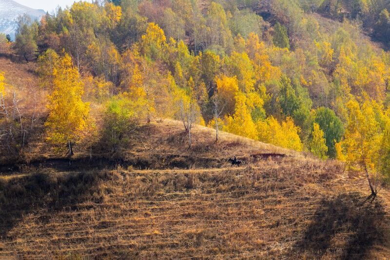 кыргызстан, чон-кемин Осеннее настроениеphoto preview