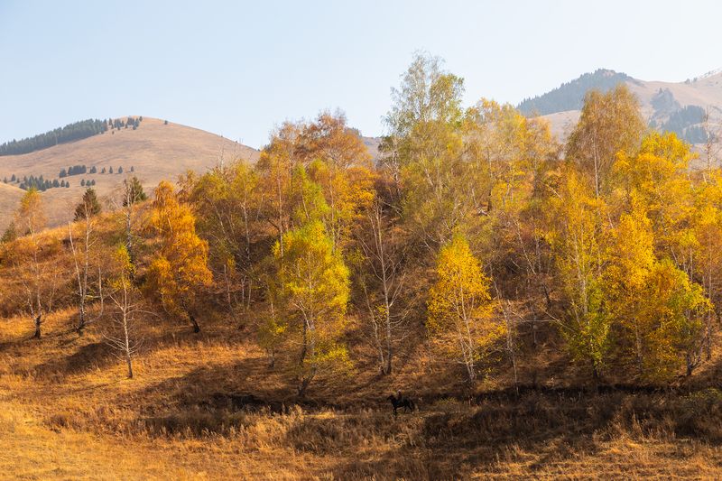 кыргызстан, чон-кемин Осеннее настроениеphoto preview