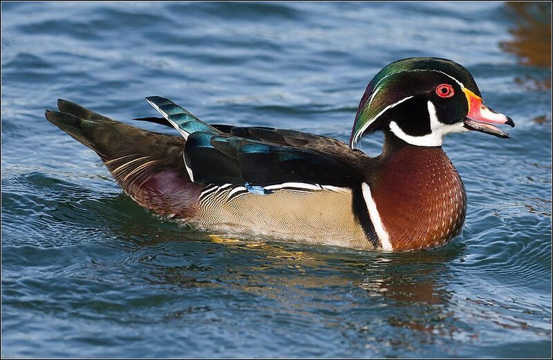 москва, октябрь. парк, каролинка, птица *photo preview