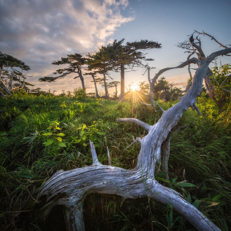 курилы Леса южных Курил.photo preview