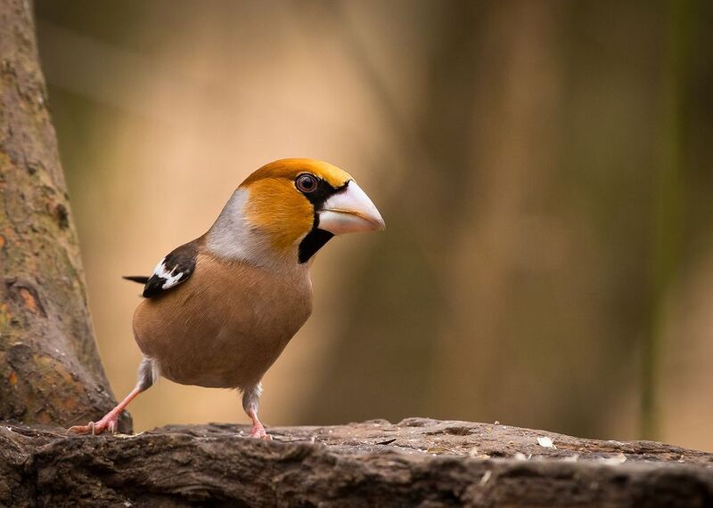 Hawfinch фото превью