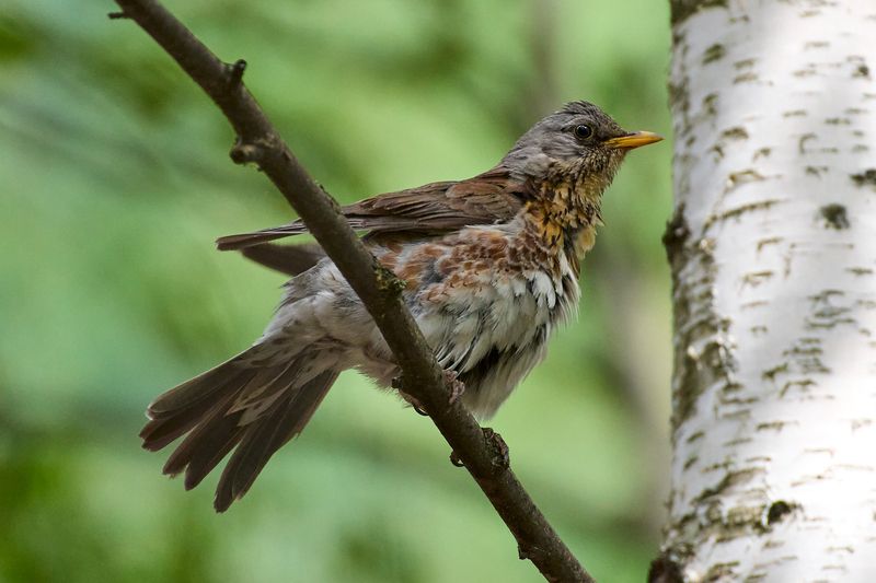 Дрозд-рябинник / Turdus pilaris / Fieldfarephoto preview