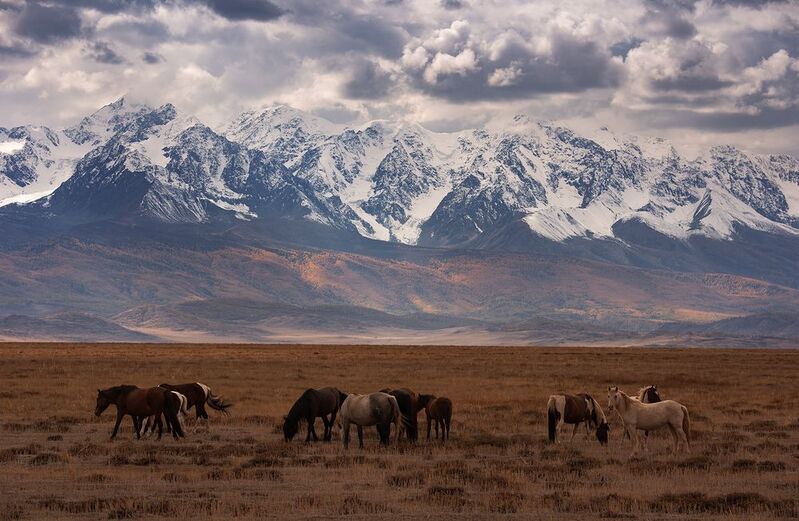 алтай, курай, курайская степь ***photo preview