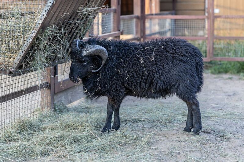 Баран недобро смотрит на фотографаphoto preview