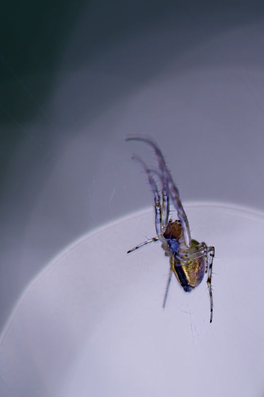 макро, паук, spider, macro На танцполе фото превью