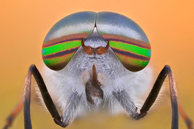 ceclii, macro  фото превью