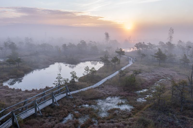 Утро на болоте. Октябрьphoto preview