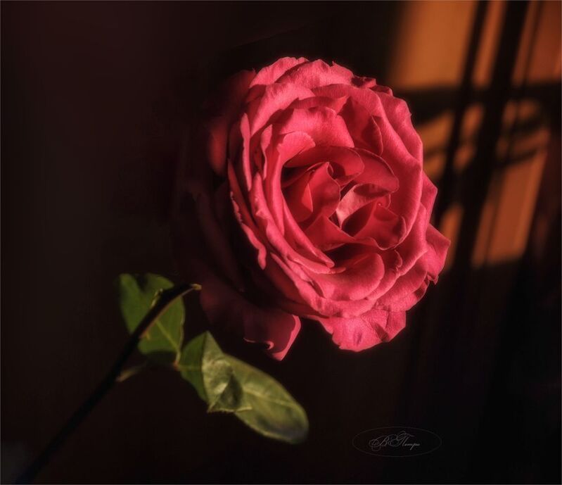 роза тени Роза красная цвела гордо и неторопливо...photo preview