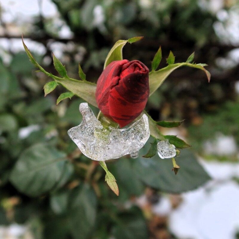 флора,осень,цветок,роза,бутон,льдинка Льдинка на бутоне розыphoto preview