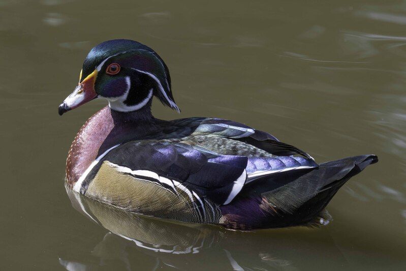 Wood duckphoto preview