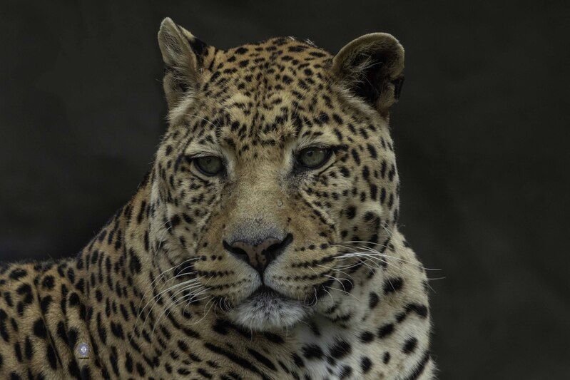 Leopardphoto preview