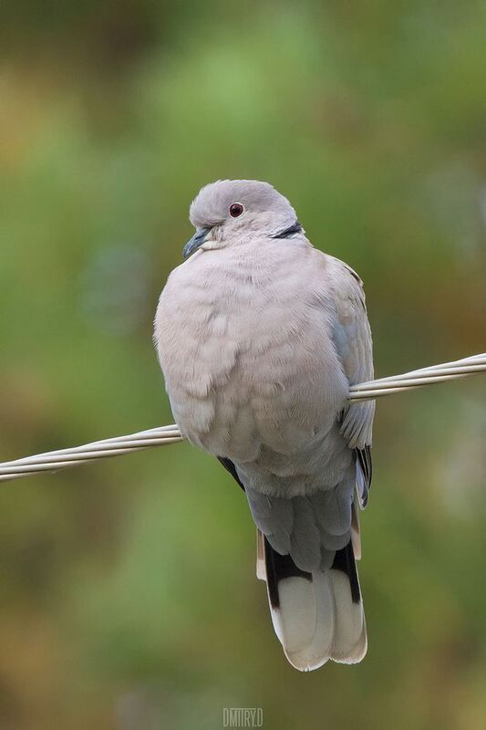 Кольчатая горлица фото превью