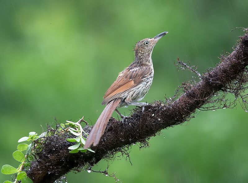 brown thrasher, коричневый пересмешник, пересмешник, thrasher, дождь Brown Thrasher - Коричневый пересмешникphoto preview