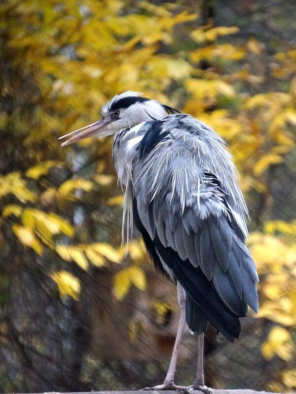 цапля, птицы, аистообразные, настоящие птицы, цаплевые, серая цапля, Цапля серая,photo preview
