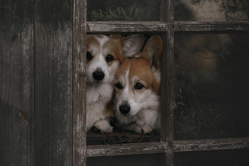 стражникиphoto preview