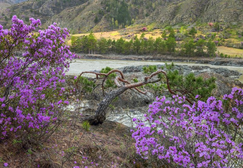 Фототуры с Владимиром Рябковым, #алтай #altay #барнаул #алтаи #горныйалтай #горы #алтайскийкрай #сибирь #altai #россия #russia #путешествие #природа #barnaul #республикаалтай #новосибирск #mountains #бийск #barnaul22 #travel #катунь #москва #поход #красно На Катуни весной.  фото превью