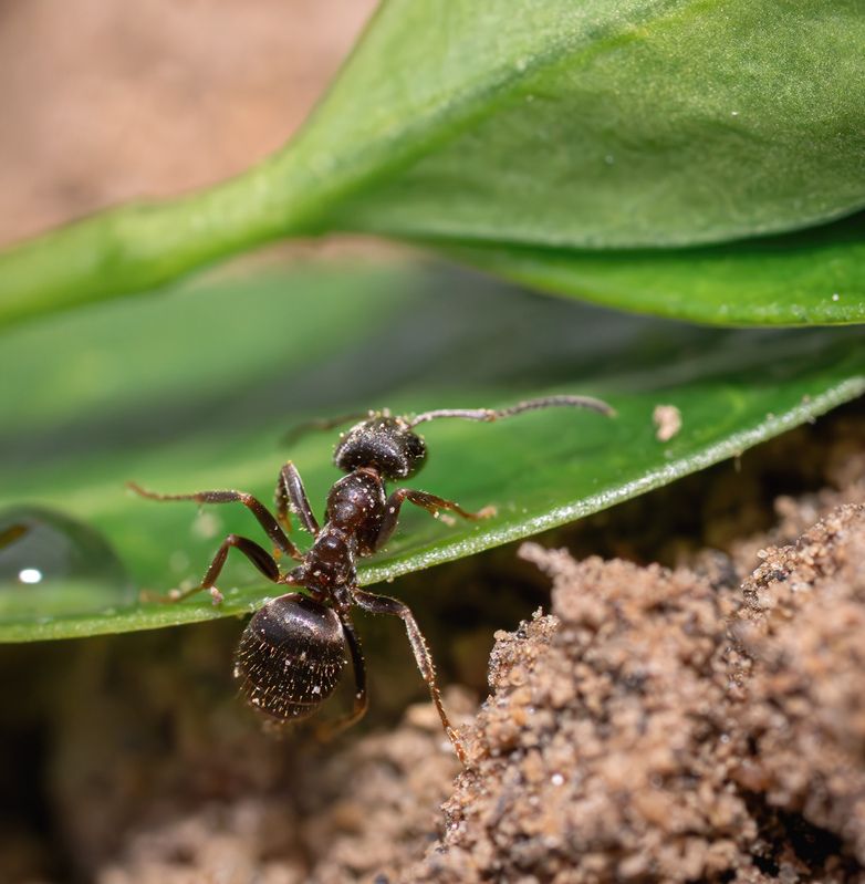 Муравей лето макро Чумазый работяга!photo preview