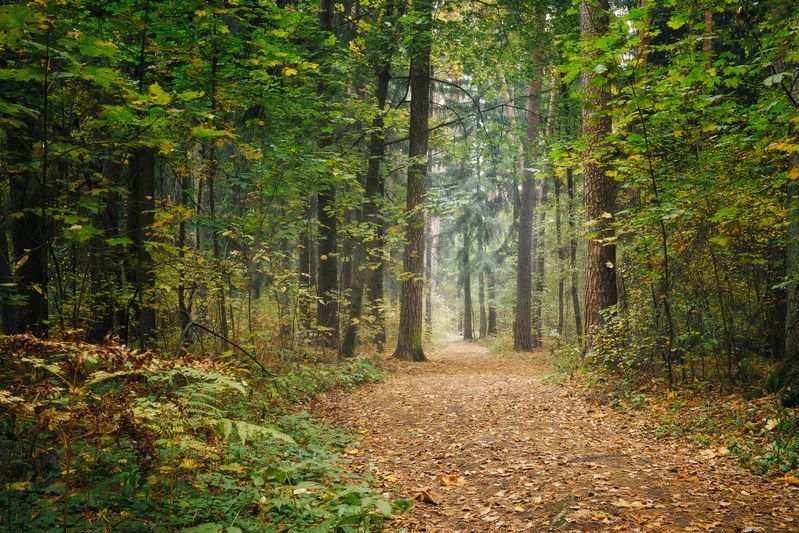 лес, деревья, листва, осень В осеннем лесуphoto preview