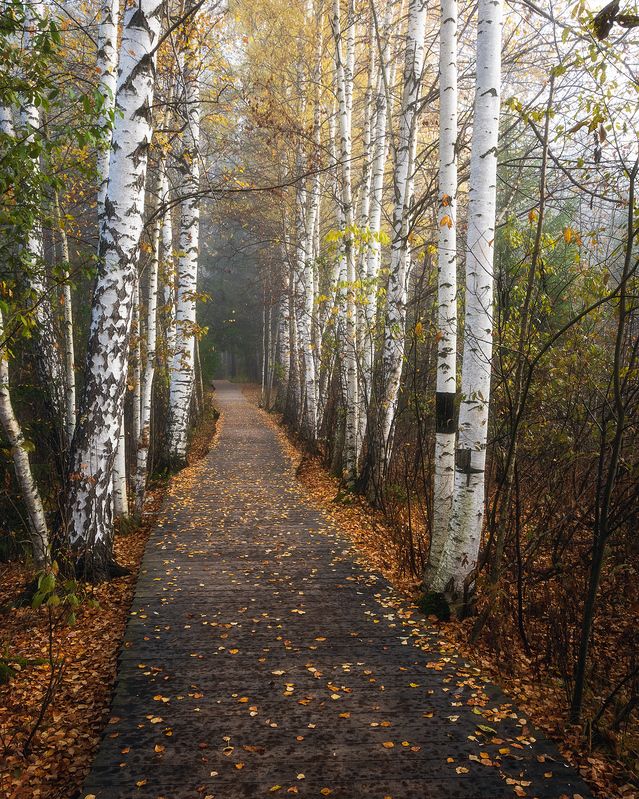 пермский край, пейзаж, рассвет, красота природы, поле, лес, березы, туман, утро, осень Березовая роща фото превью