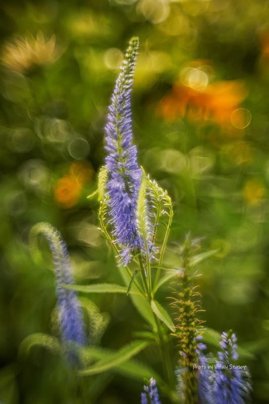 гелиос, гелиос 44-2, макро, боке, природа, сад, цветы, helios 44-2, цветы, вероника Цветок..photo preview
