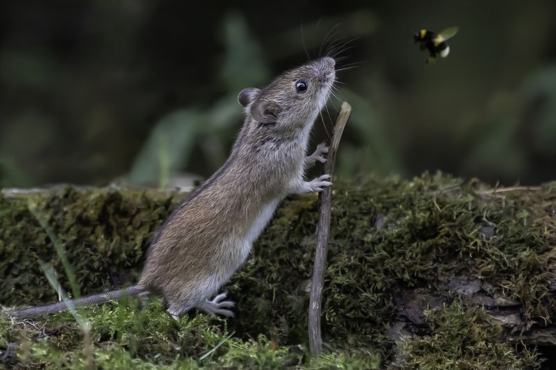 лес, мышь, пчела Любознательный мышонокphoto preview