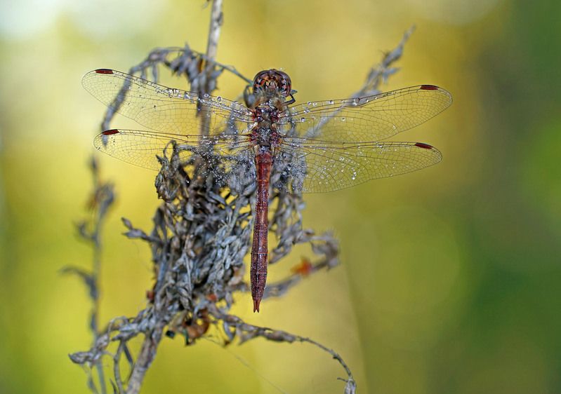 Стрекозаphoto preview