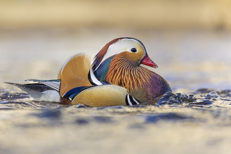 мандаринка, утка, птицы, красная книга На всех парусахphoto preview