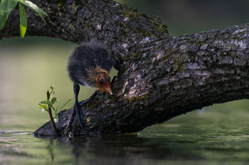 лысуха, лысенок, птенец, птицы Лысенокphoto preview