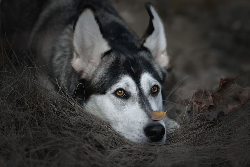 осеньphoto preview