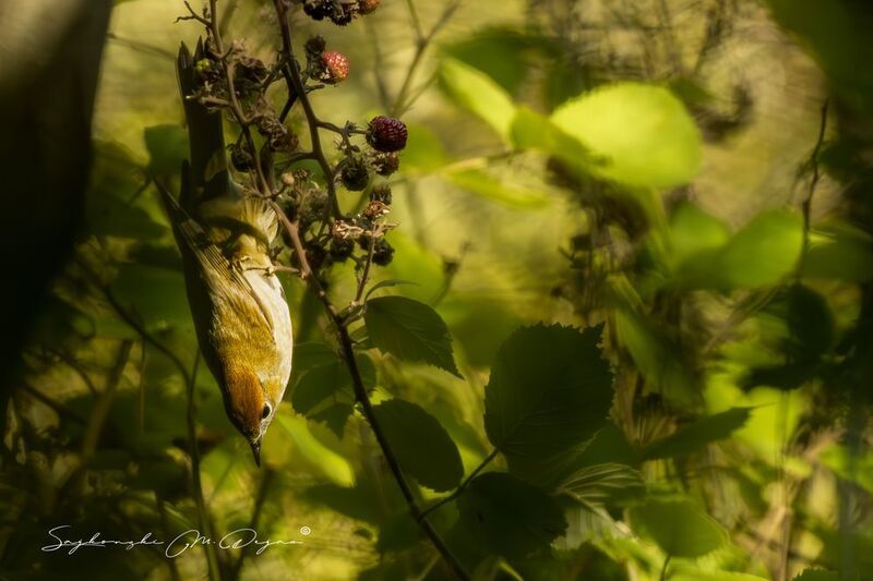 birds Nature | Wildlife Photography | Adventurephoto preview