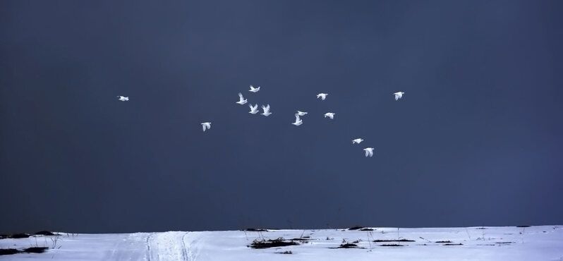 тундряные куропатки, стая, остров беринга, командоры Полёт куропаток в пасмурный день фото превью