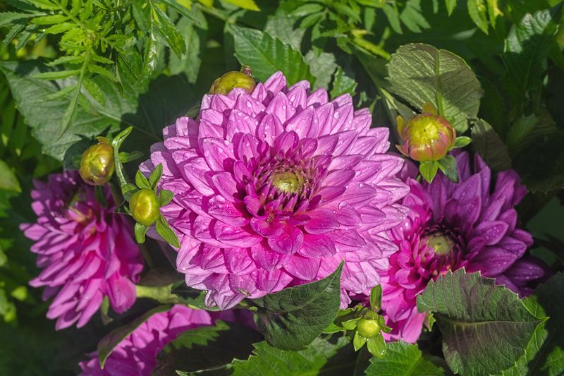 Георгиныphoto preview