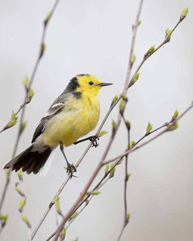 желтоголовая трясогузка, птицы, трясогузка Желтоголовая трясогузкаphoto preview