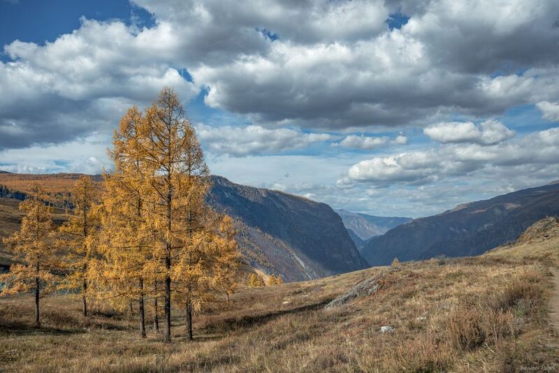 алтай, горный алтай, кату-ярык, природа, осень, золотая осень Лиственницыphoto preview