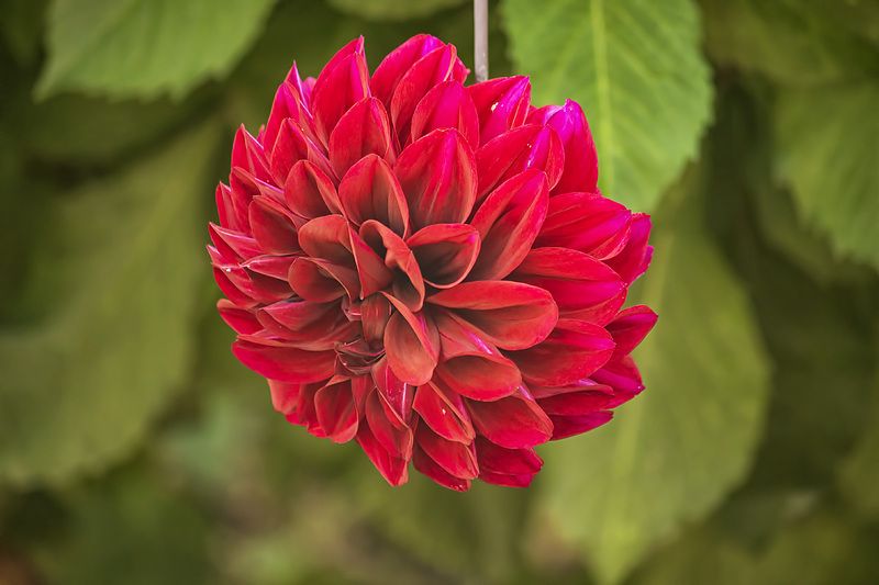 цветы, природа, осеннее цветение, садовые цветы, георгины А георгины все цветутphoto preview