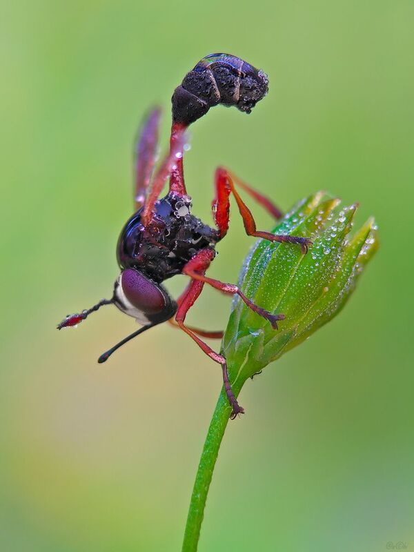 муха конопида #муха5photo preview