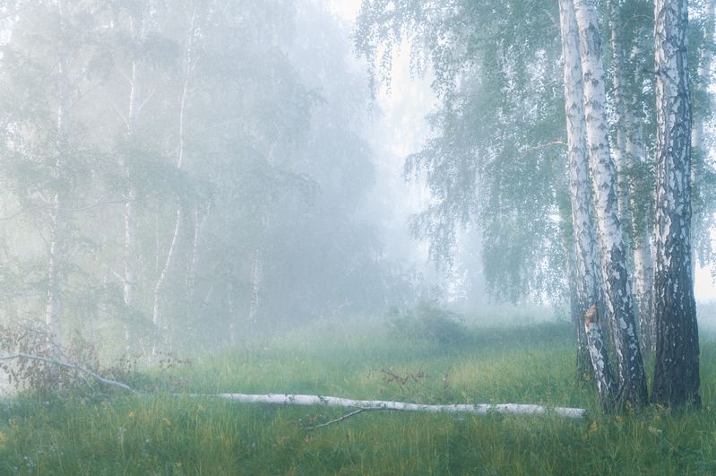 light, dawn, silence, mist, forest, birch, breath, stillness, serenity, ethereal, landscape, morning light, nature poetry, tranquility, пейзаж,свет,рассвет,тишина,туман,лес,берёзы,дыхание, покой, утро, природа, настроение, медитация Когда свет еще дышитphoto preview