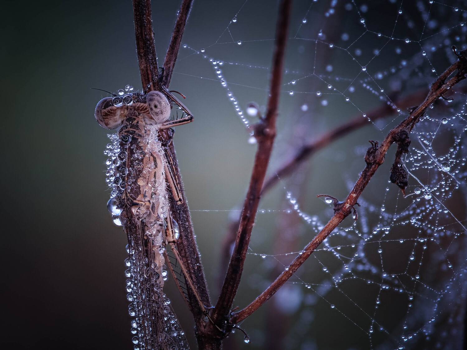 , Лапшина Владлена