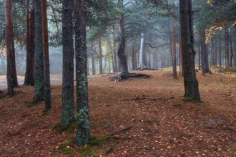 осень сентябрь утро туман лес поляна деревья листья Лесная поляна, утроphoto preview
