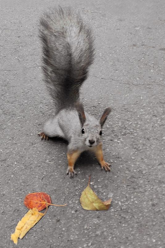 Белка Белка и осенние листьяphoto preview