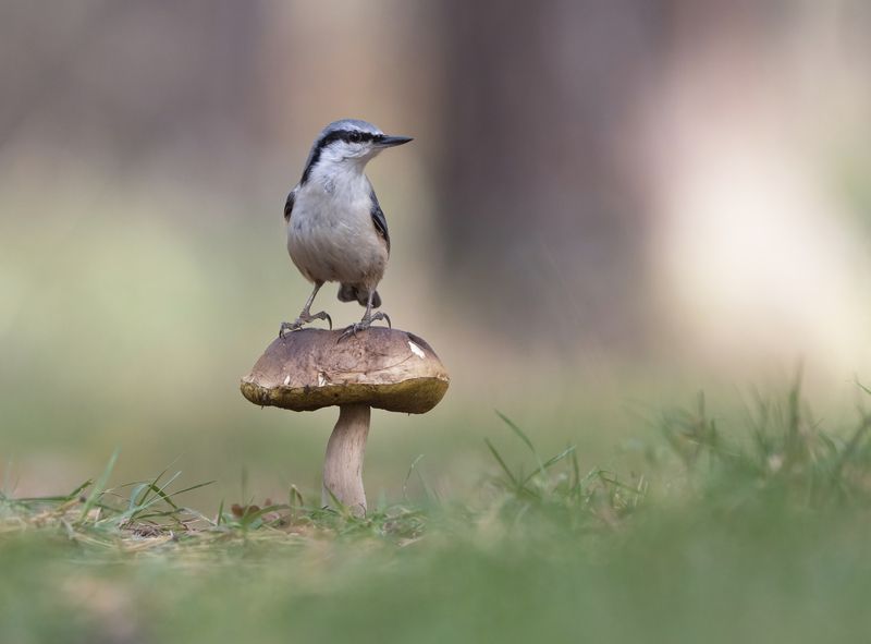 гриб,природа, лето,лес,поползень Картинка из лесаphoto preview