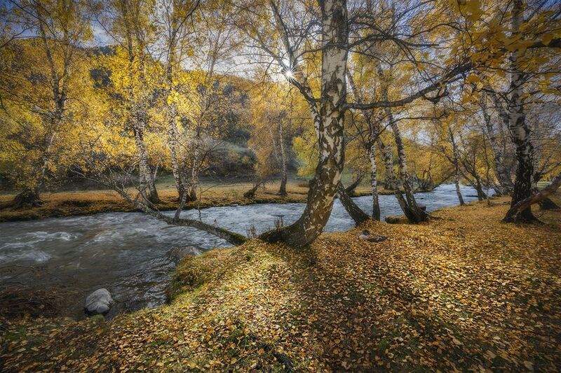алтай, берёзы, река, осень, солнце В царстве золотых берёз. фото превью