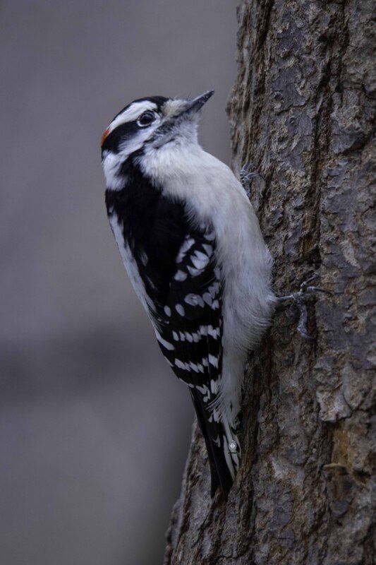 Downy woodpeckerphoto preview