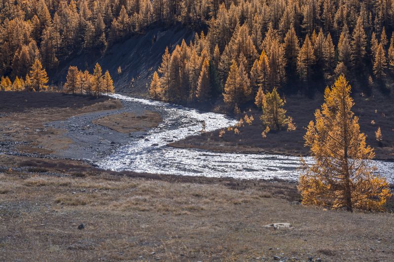 россия, горный алтай, изгиб реки, лиственницы, осень Росчеркphoto preview