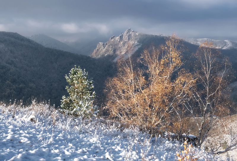 осень, торгашинский хребет. первый снег, желтые листья, осень По первому снегуphoto preview