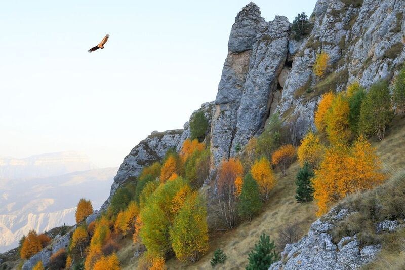 осень,горы,пейзаж,гриф,дагестан, Осень в горах..photo preview