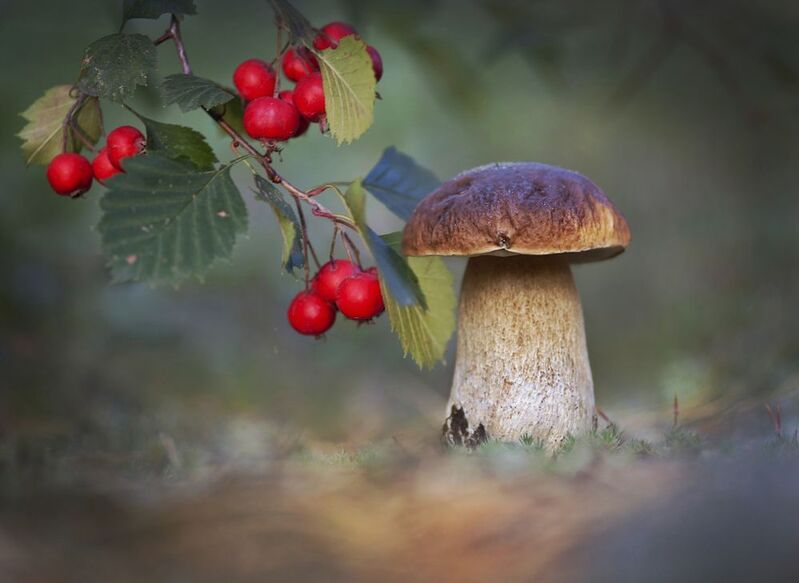 боровик, природа, беларусь Сезон тихой охотыphoto preview