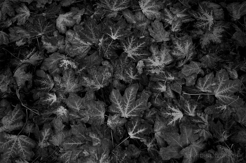 Опавшая листва фото превью